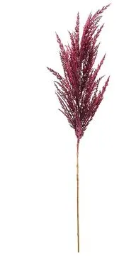 Burgundy Pampas Grass Spray 36"