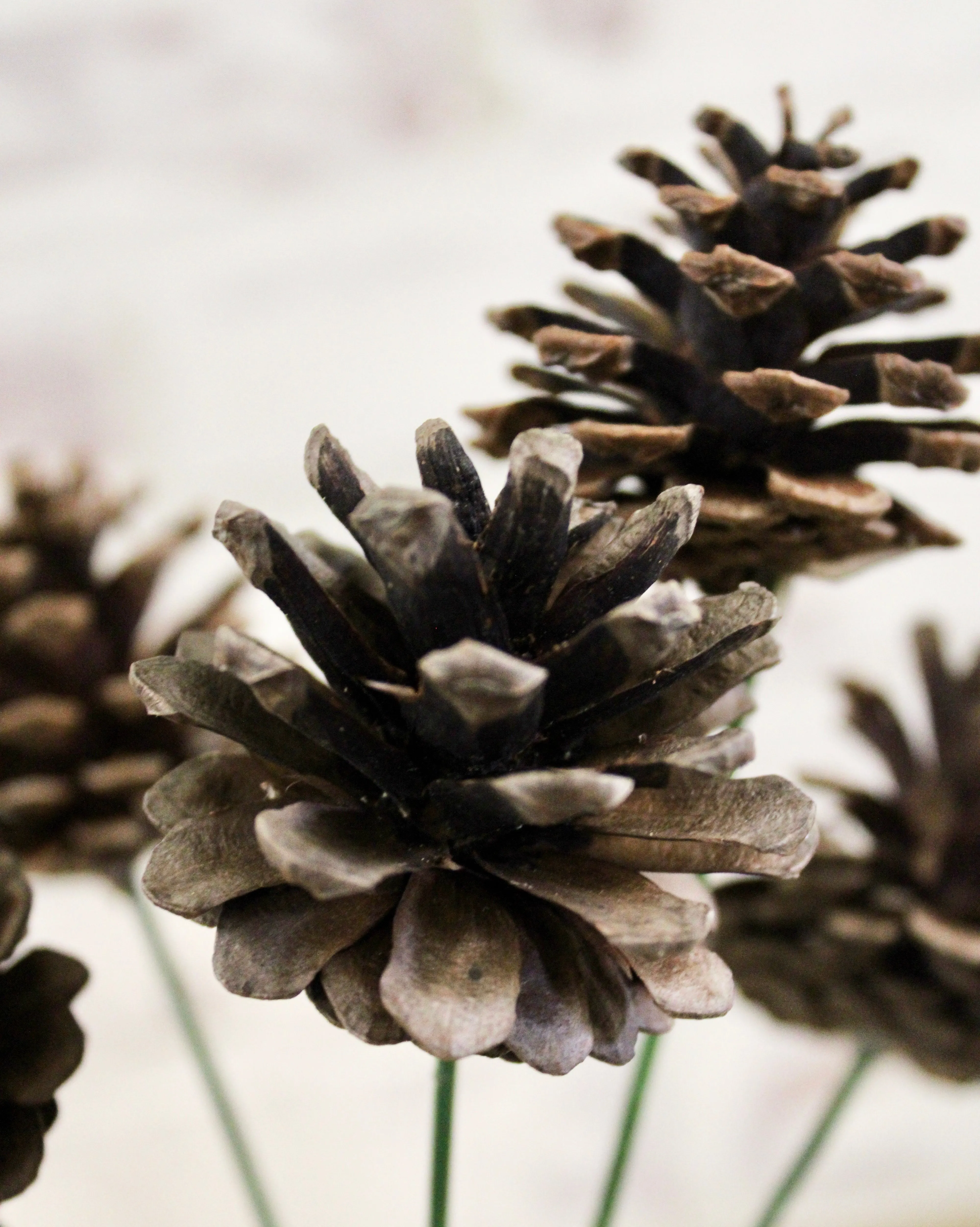 Pine Cone Cluster