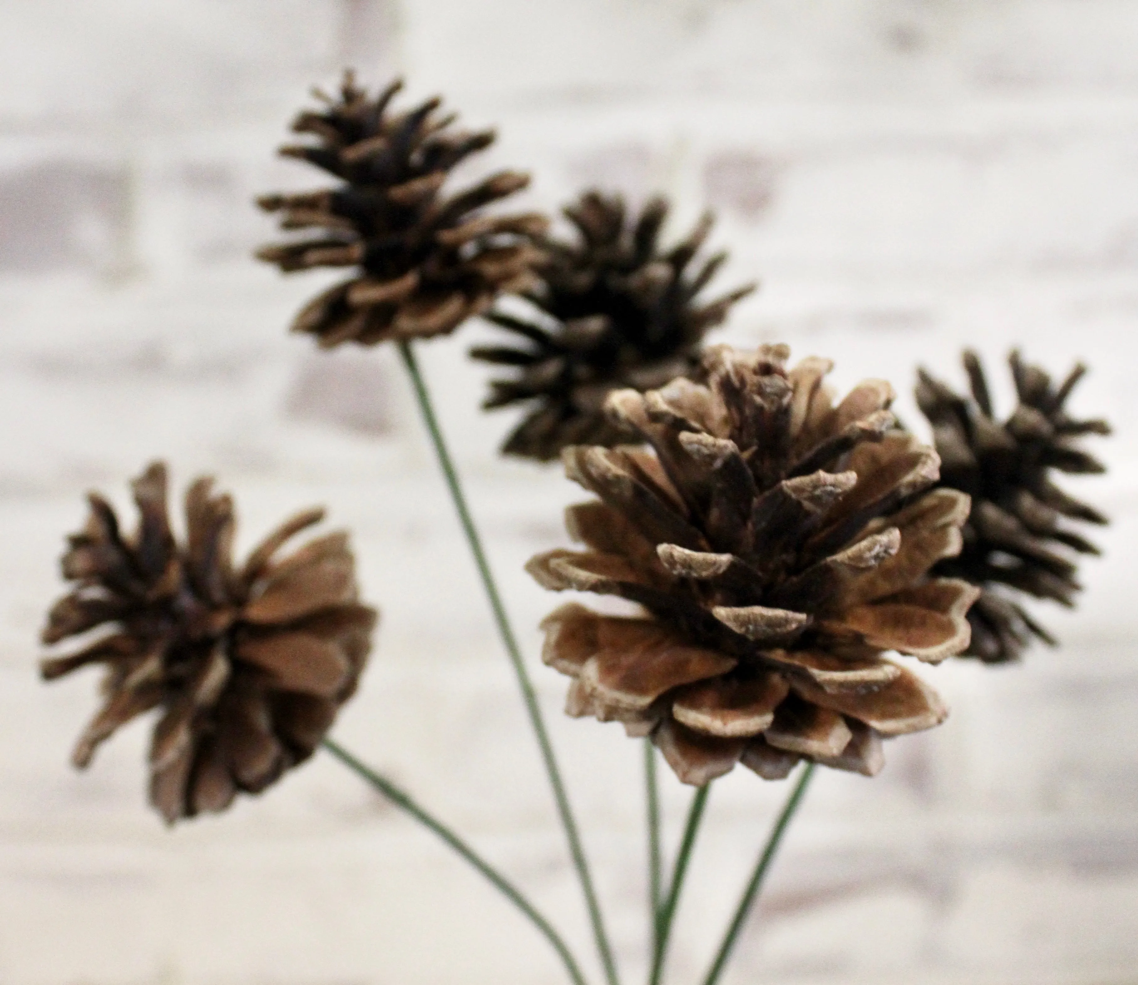 Pine Cone Cluster